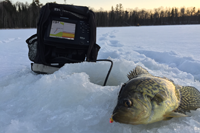 image of crappie on ice