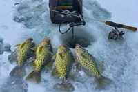 image of nice Crappies on the ice