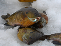 image of bluegills on ice