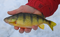 image of man holding perch