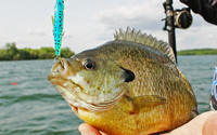 image of big bluegill caught on big stone lake