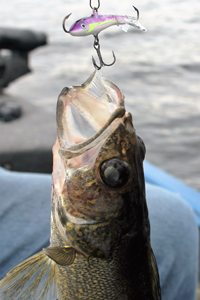 image of Walleye caught on jigging rapala