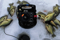 image of Crappies on ice at Bowstring Lake