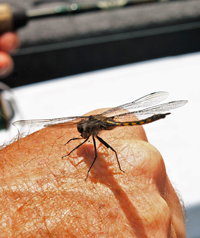 image of dragon fly on joel clusiau's hand