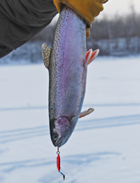 image of rainbow trout