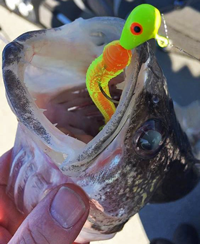 image of Walleye caught on artifiucial tail