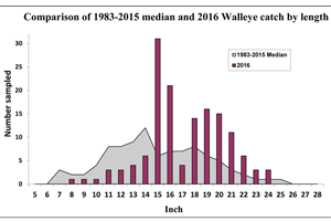 image of walleye length chart