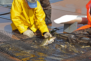 image of DNR staff at walleye egg harvest