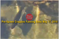 image links to video of crappie spawning