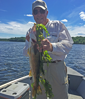 image of walleye caught in cabbage weeds