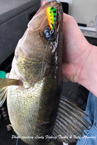 image of walleye caught on Lindy Glow Spoon