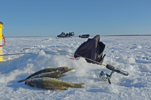 image of crappies on the ice