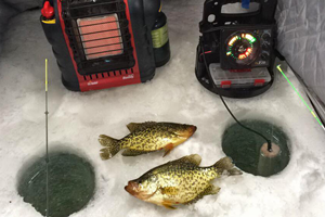 image of crappies on the ice