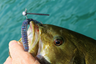 image of plastic bass bait