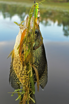 image of Crappie From Weeds