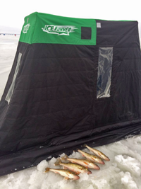 image of walleyes on the ice