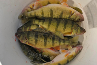image of perch in a pail
