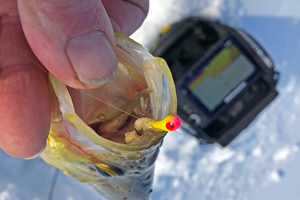 image of crappie feeding on perch minnows