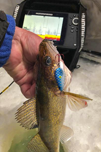 image of walleye