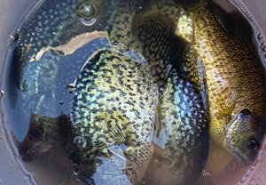 image of panfish in pail