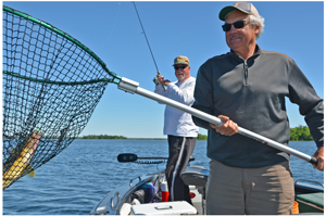 image of anglers netting walleye