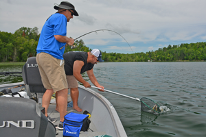 image of anglers catching walleye