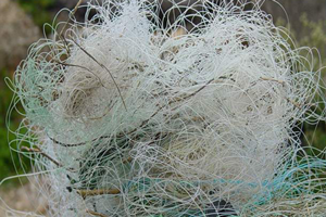 image of fishing line