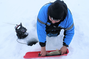 image of Andy Walsh measuring Walleye