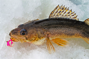 image of sauger caught on lake of the woods