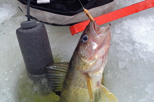 image of walleye at ice hole