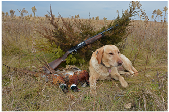 image of yellow lab with limit of pheasants