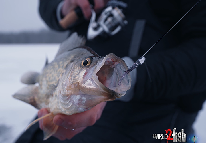 Ice Fishing Destination: Lake of the Woods - Wired2Fish