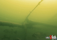 image links to video about using underwater cameras for open water fishing