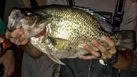image of monster crappie