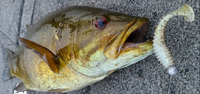image links to fishing article about some of the best baits for catching smallmouth bass
