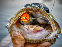 image links to Bass Fishing Article