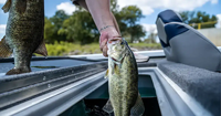 image links to fishing article about bass fishing pro Adam Eisle caught cheating in bass tournament