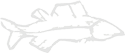 Fish Image