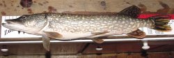 Northern Pike Ready For Cleaning