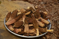 Morel Mushroom found near Deer River MN