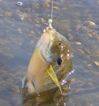 Pokegama Lake Bluegill
coming from early opening backwater bay during ice out