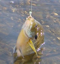 Pokegama Lake Bluegill
    coming from early opening backwater bay during ice out