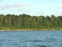 image of fish flies hovering over tree tops