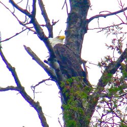 Eagle 10-16-07 Rainy River