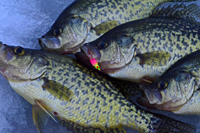 image of crappies on ice