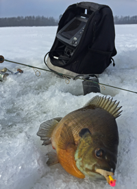 image of Bluegill on the ice