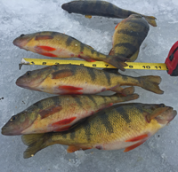 image of big perch on ice