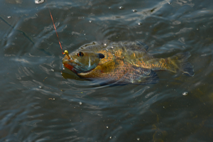 image of big bluegill