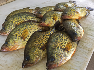 image of Crappies on cutting board
