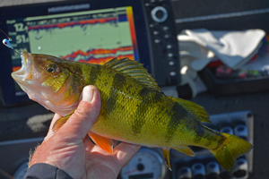 image of perch on leech lake